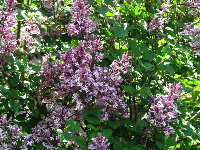 Palibin lilac flowers; the catalog plant is trained as a standard tree.