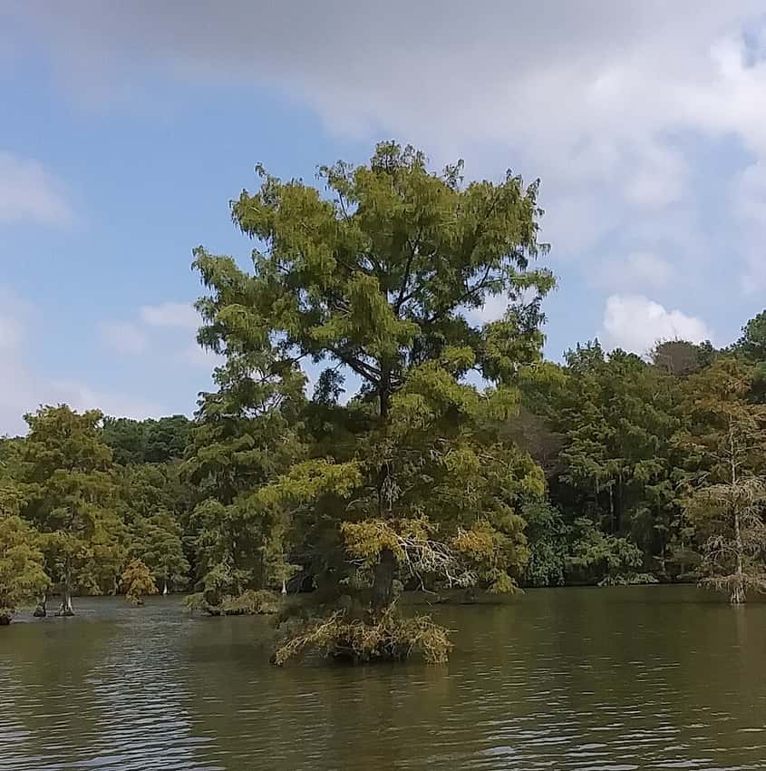 Mature bald cypress growing in shallow water at Trap Pond State Park.