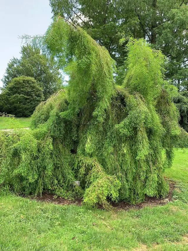 Falling Waters bald cypress, Taxodium distichum 'Falling Waters'