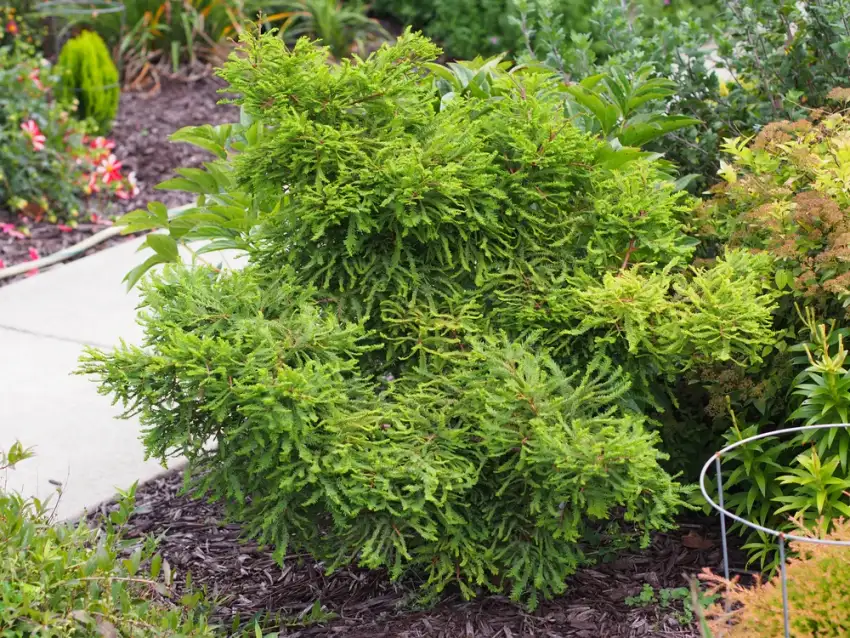 Taxodium distichum 'Gee Whiz', young dwarf bald cypress with dense green foliage