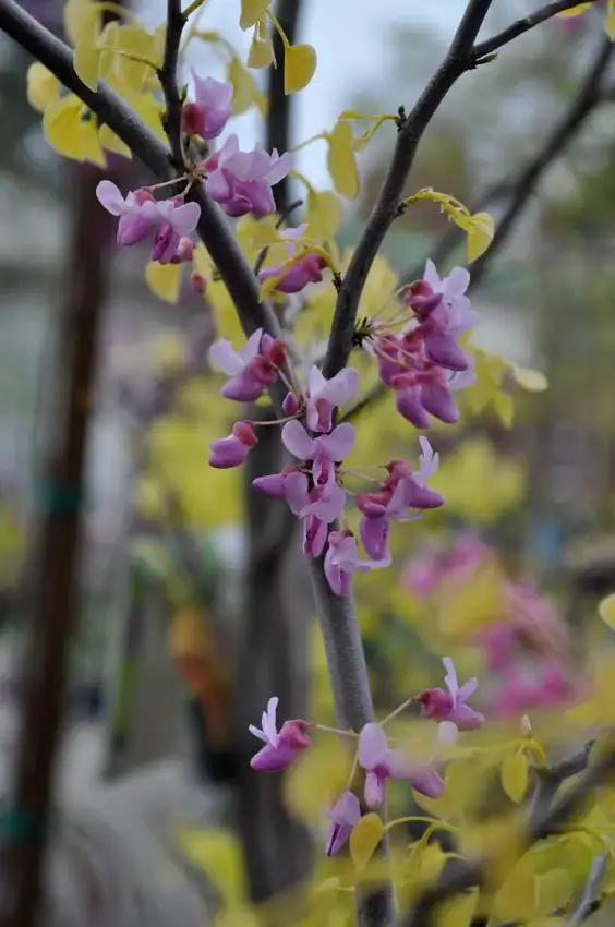 The Rising Sun redbud, Cercis canadensis 'JN2'