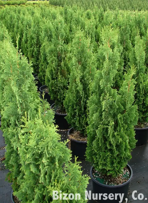 Degroot's Spire arborvitae, Thuja occidentalis 'Degroot's Spire'