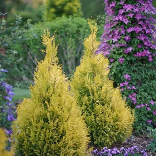Fluffy® western arborvitae, Thuja plicata 'SMNTPGF'