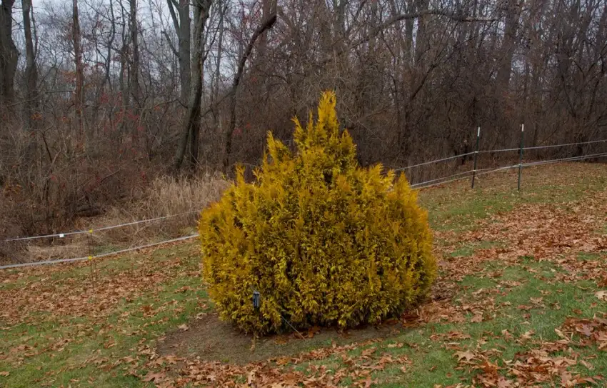 Forever Goldy western arborvitae, Thuja plicata '4EVER'