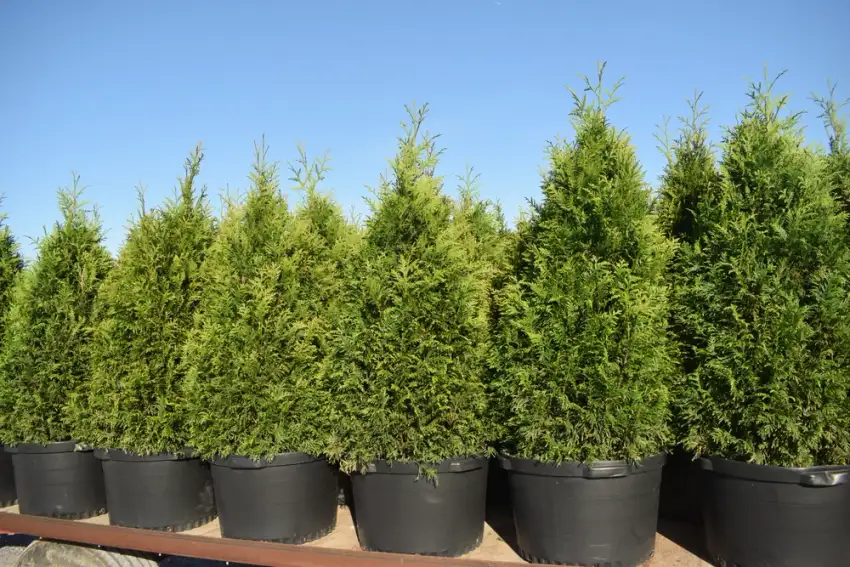 Thuja Junior Giant arborvitae showing dense pyramidal green plants in nursery pots
