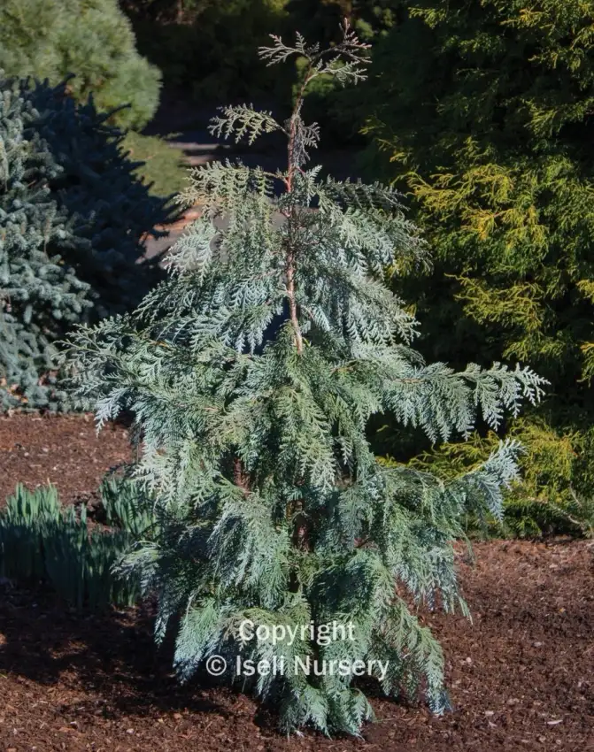 Glauca blue Korean arborvitae, silvery blue, loosely branching young tree