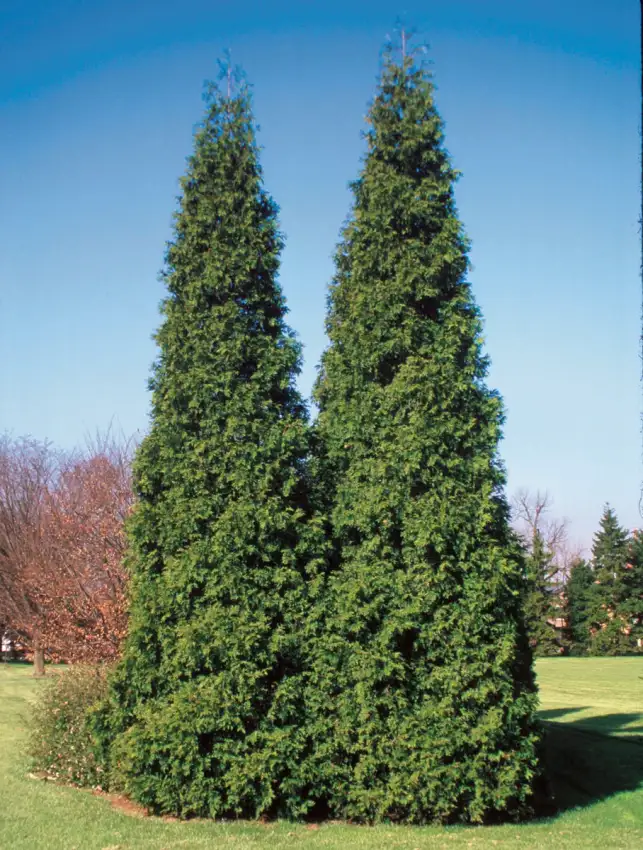 Spring Grove® Western arborvitae showing its mature evergreen form. Photo courtesy of Proven Winners.