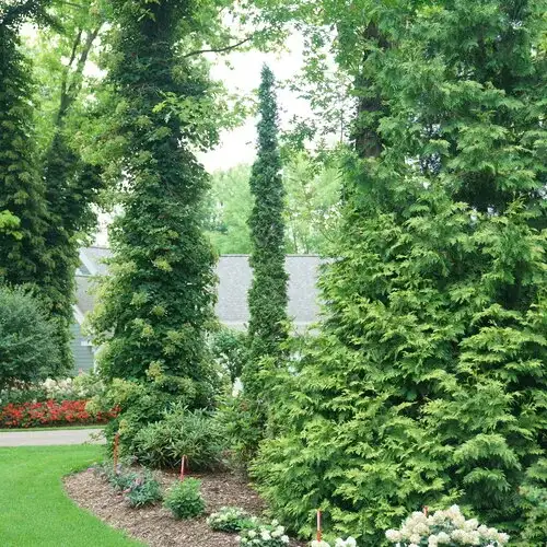 Sting® arborvitae, Thuja occidentalis 'SMNTOO'