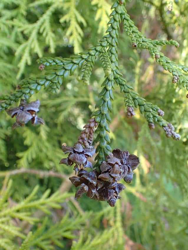 Glossy, thick scale-like foliage and small cones of hiba arborvitae.