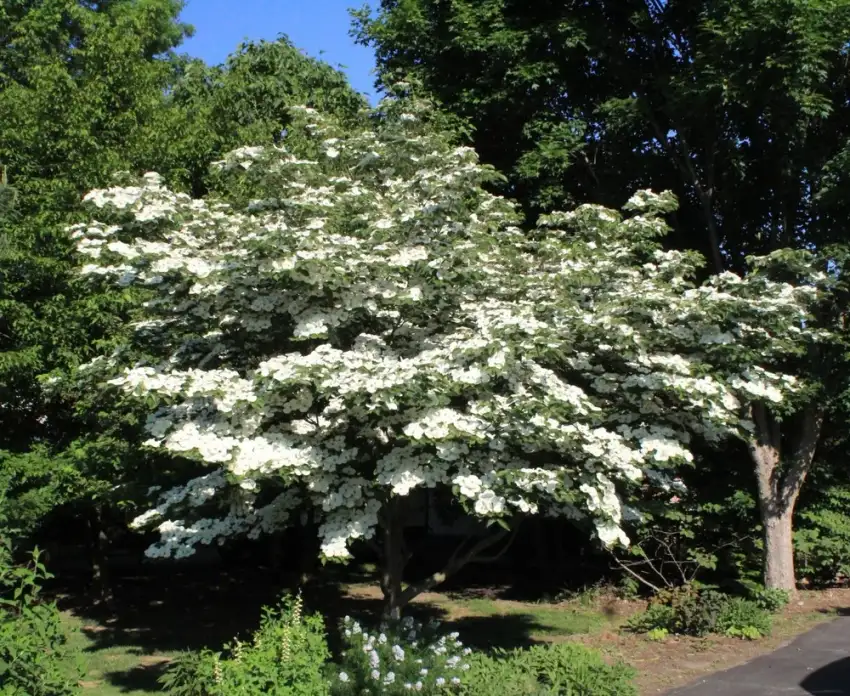 Venus hybrid dogwood tree covered in white flowers.