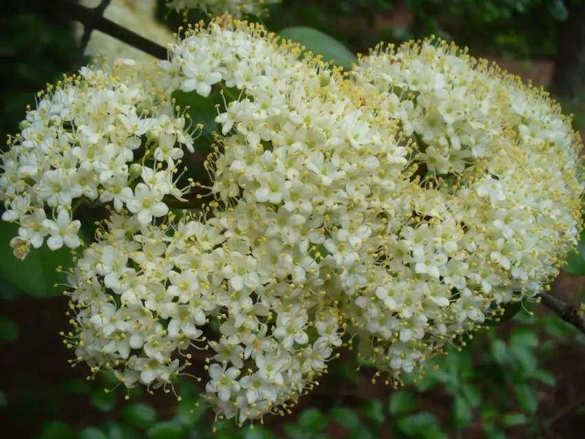Viburnum rufidulum bloom in spring