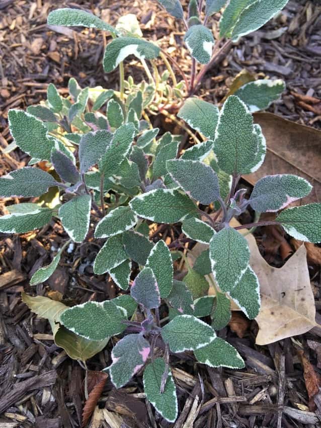 Tricolor sage leaves mottled green, cream and purple.