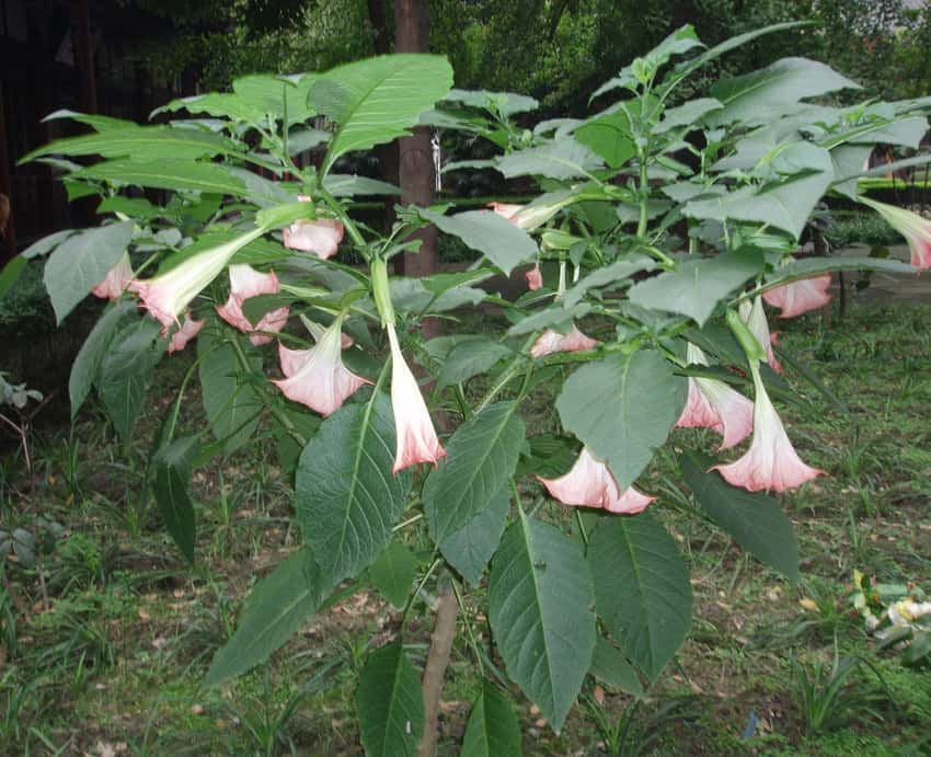 Pink pendant trumpet flowers and green leaves of Brugmansia suaveolens