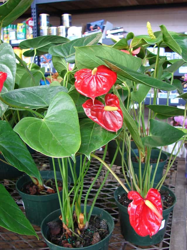 Potted Anthurium andraeanum with red spathes and green leaves