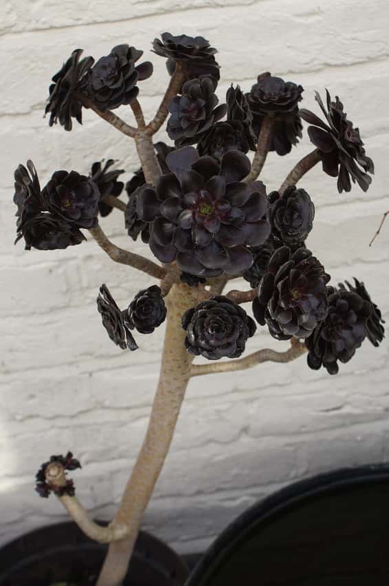 Aeonium arboreum 'Zwartkop'
