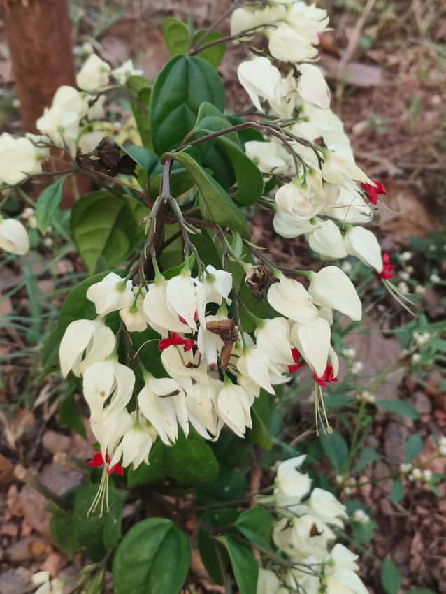 Bleeding heart vine with white calyces and red flowers