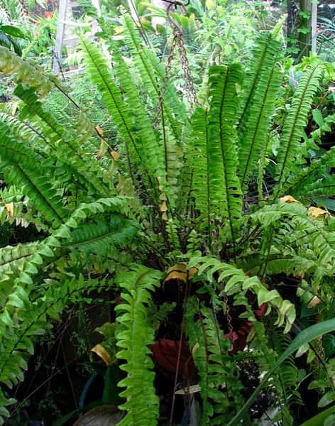 Upright and arching green fronds of Boston fern