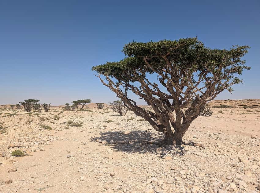 Mature Boswellia sacra frankincense tree in its native dry habitat