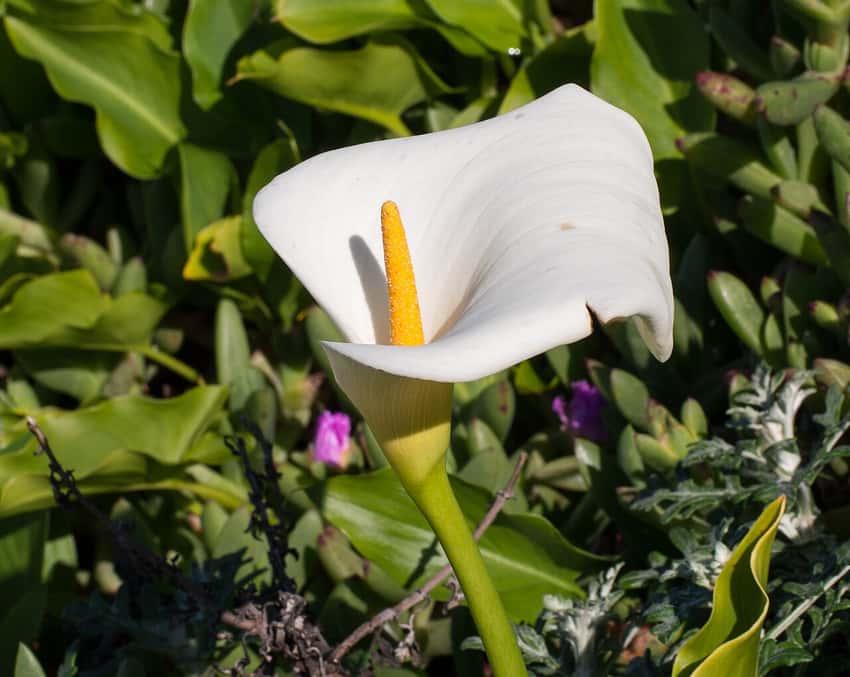 White calla lily bloom with yellow spadix and green foliage