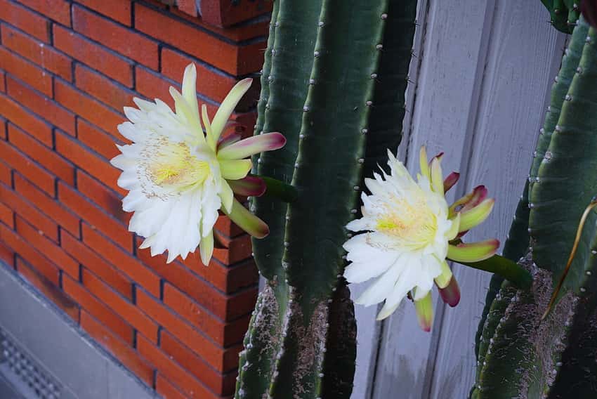 Two white flowers on a mature Cereus repandus cactus