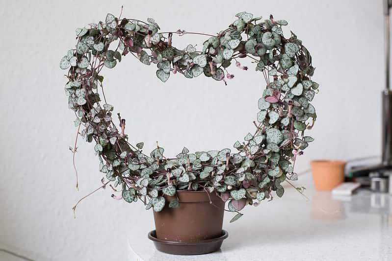 Ceropegia woodii: Potted vining plant trained on a heart-shaped trellis.