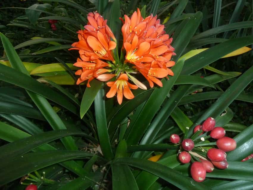 Clivia miniata: Form
