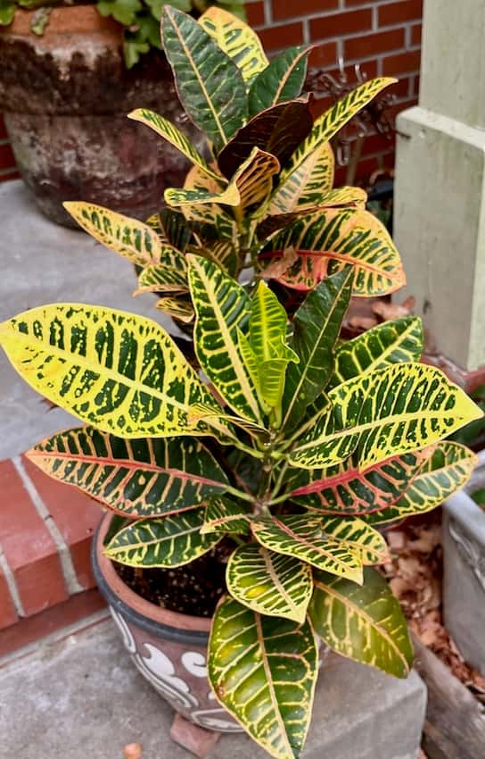 dark green leaves variegated with yellow and pink