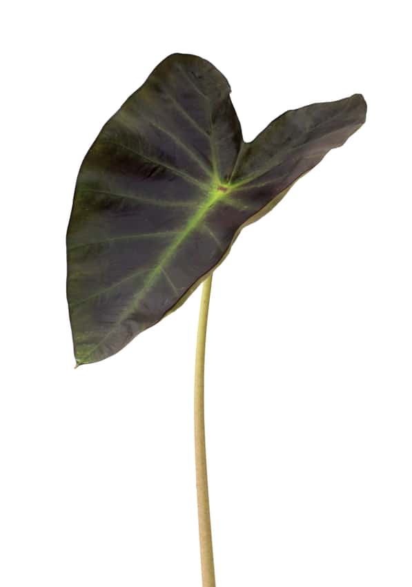 Colocasia 'Aloha' foliage