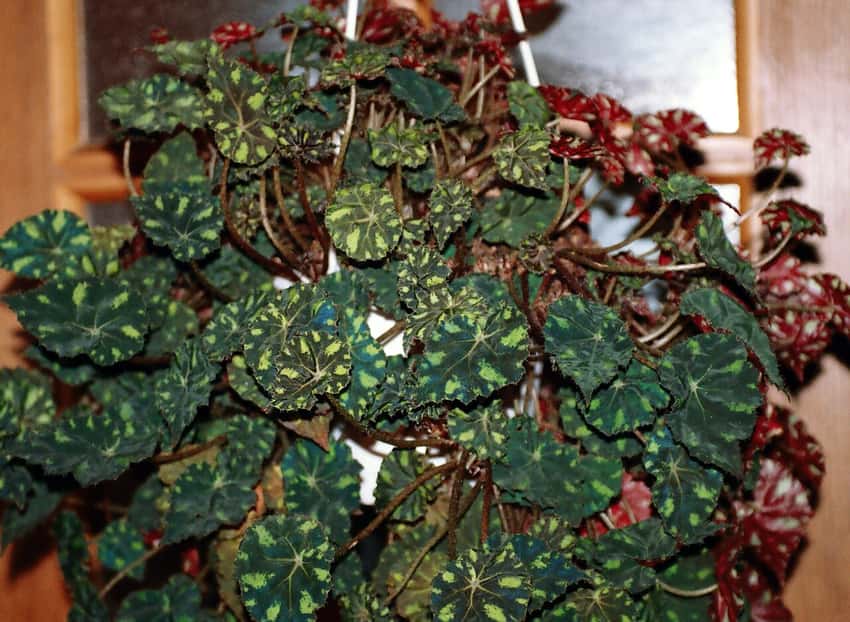Begonia bowerae 'Nigramarga'