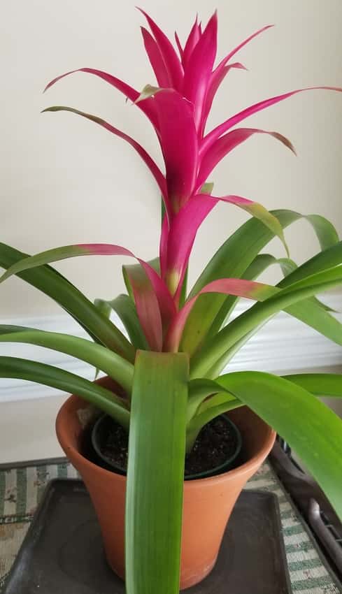 rosette of dark green strap-like leaves, magenta central vase