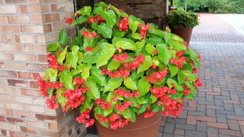 Begonia 'Canary Wings' with chartreuse leaves and red flowers in a container