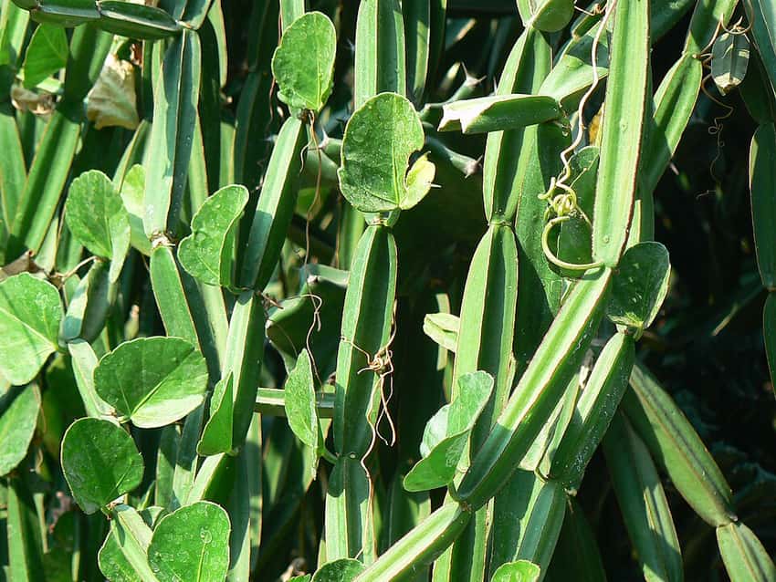 Cissus quadrangularis with angular green succulent stems