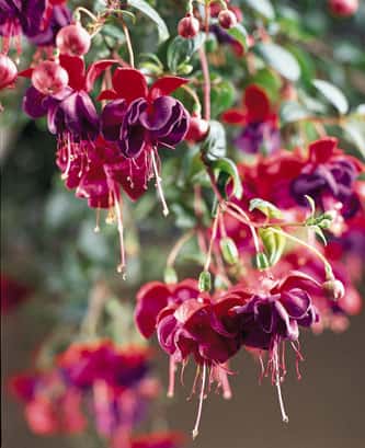 Fuchsia 'Dark Eyes' with red sepals and deep purple double flowers