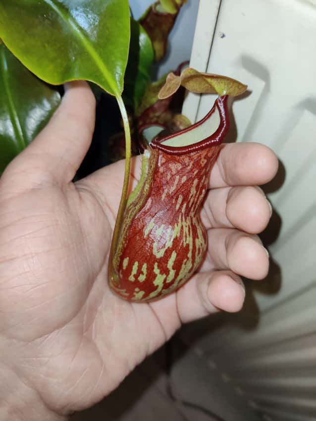 Nepenthes 'Gaya'