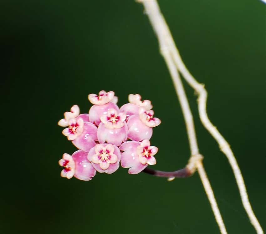 Hoya diversifolia