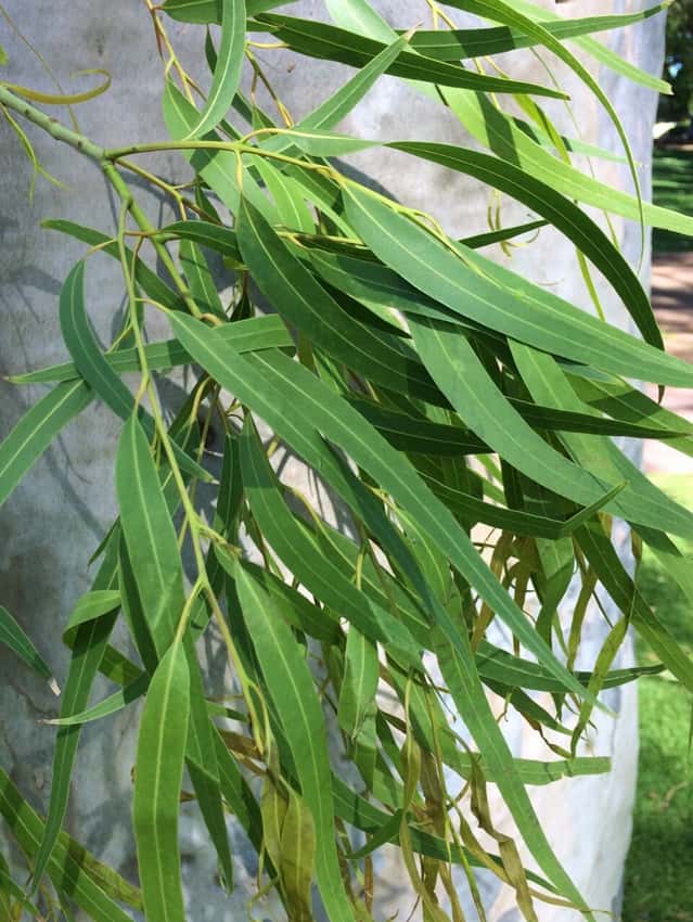 Corymbia citriodora