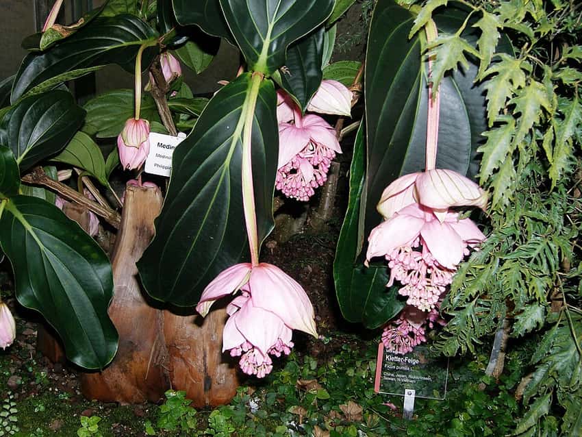Medinilla magnifica