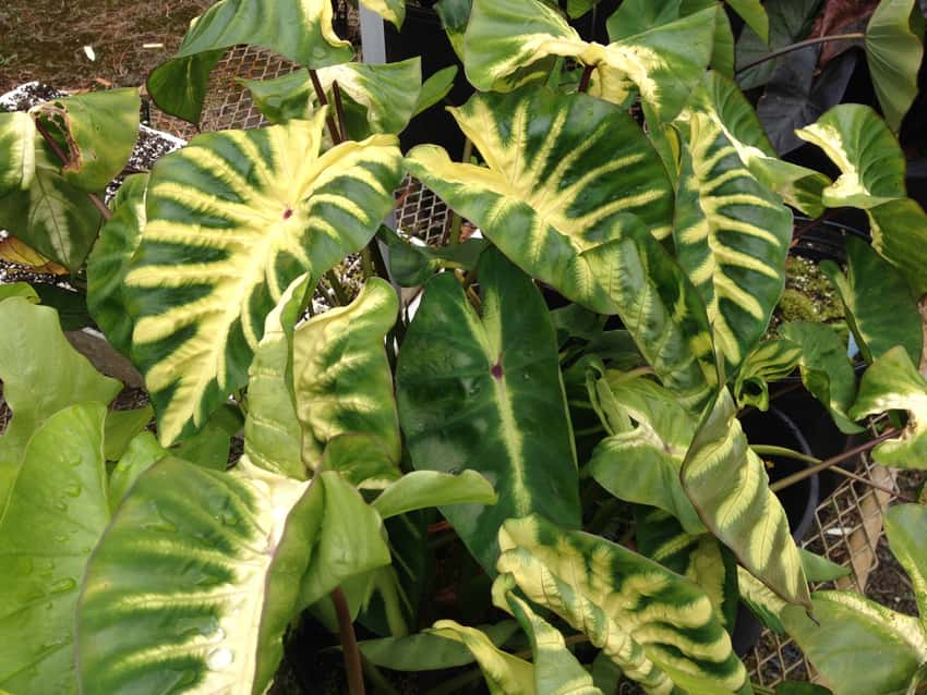Colocasia 'Maui Sunrise' foliage