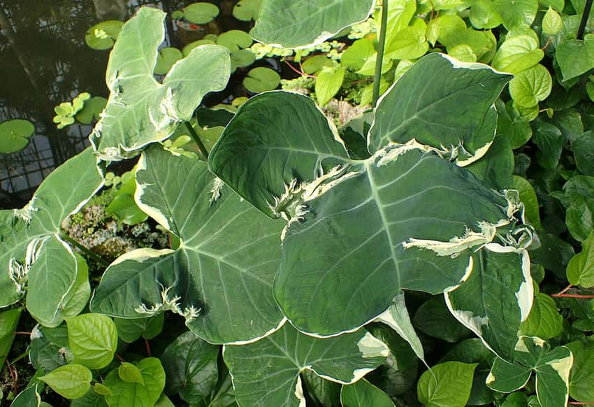 Xanthosoma sagittifolium 'Albo-marginatum Monstrosum' (Mickey Mouse)