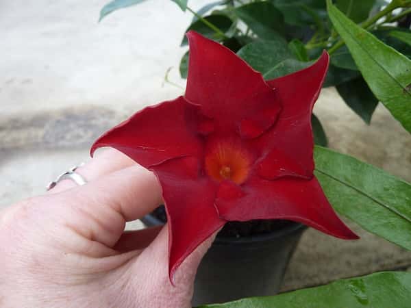 Dark crimson five-lobed trumpet flower of Sun Parasol Original Crimson mandevilla
