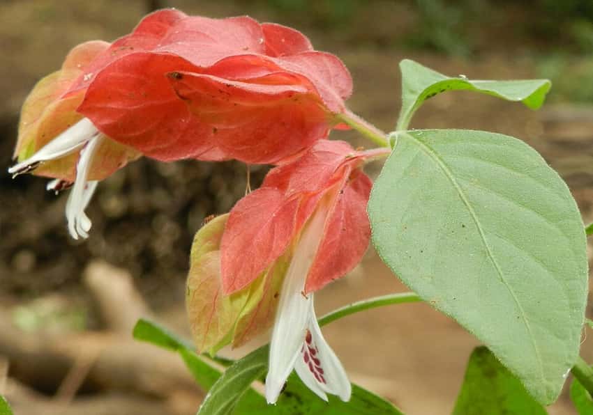 Justicia brandegeeana