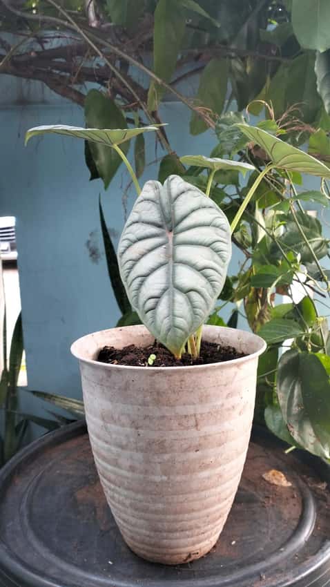 Alocasia 'Silver Dragon' with a silvery leaf and dark green veins in a pot