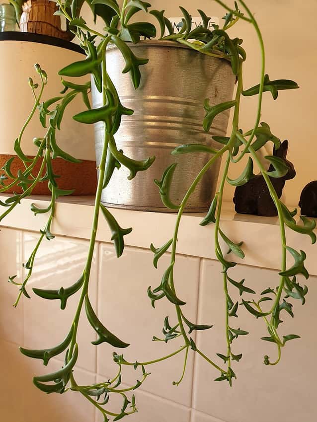 Trailing string of dolphins succulent with dolphin-shaped fleshy leaves