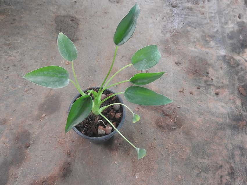 Young Alocasia Tiny Dancers in a nursery pot with green spoon-shaped leaves on slender arching petioles