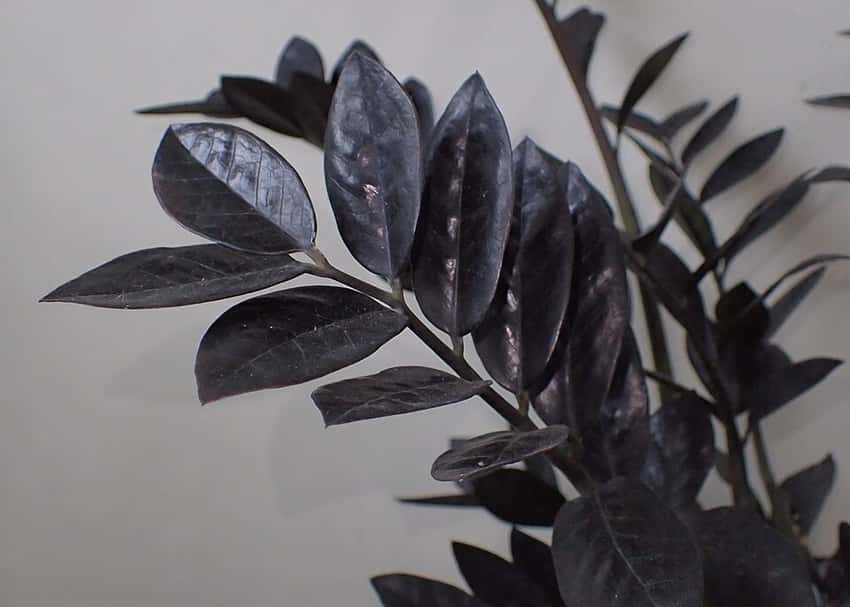 Zamioculcas zamiifolia