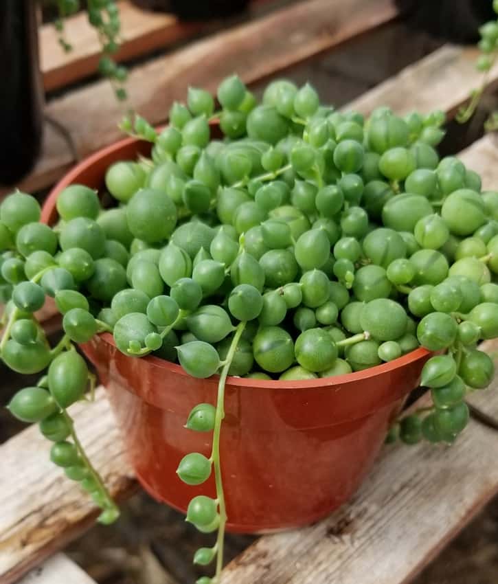 Curio rowleyanus: potted plant with tiny, fleshy, pea-shaped, green leaves