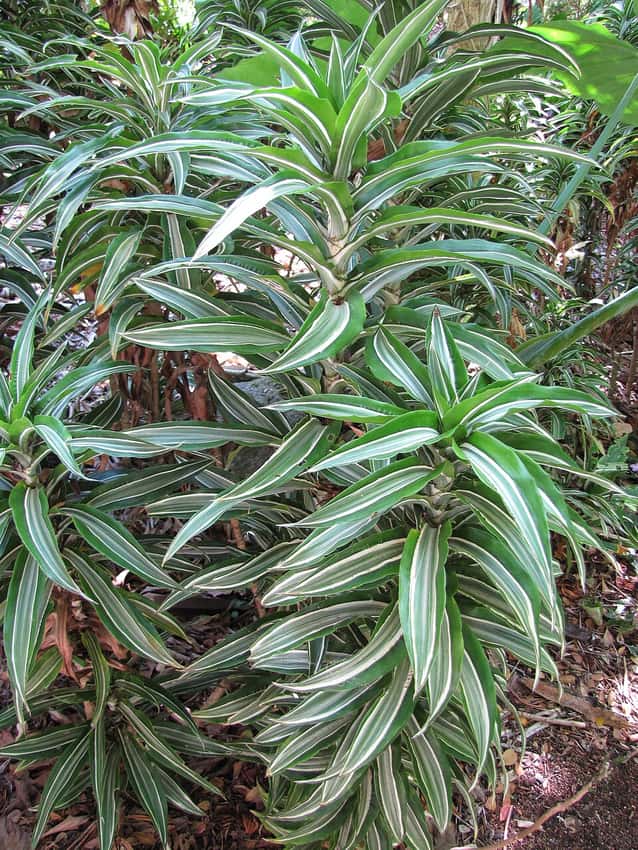Green and white variegated Dracaena fragrans leaves