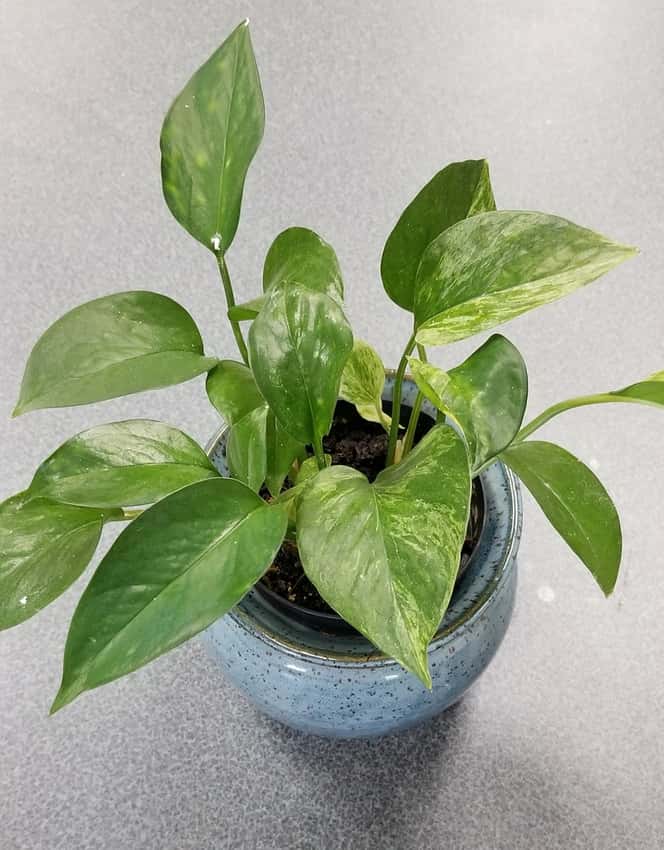 glossy, variegated leaves with cascading stems