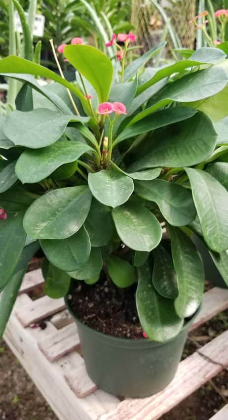 Euphorbia milii: potted view, bright green leaves with tiny flowers