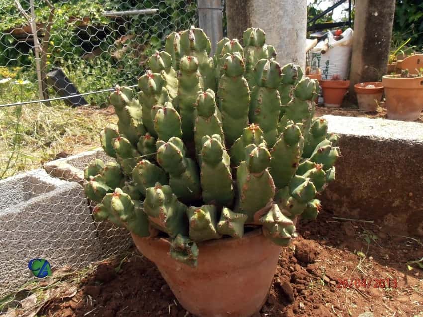 Euphorbia resinifera: Form in a pot